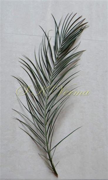  Leaf